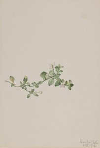 蔓生秋海棠（Houstonia procumbens） 作者 玛丽·沃克斯·沃尔科特