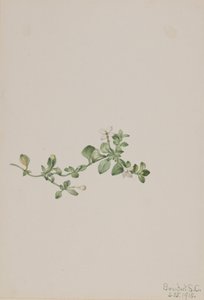 Trailing Houstonia Houstonia procumbens, 1918. 作者 玛丽·沃克斯·沃尔科特