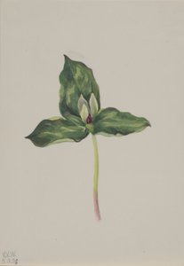 三角梅 作者 玛丽·沃克斯·沃尔科特