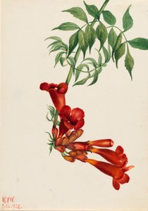 小号爬山虎（Bignonia radicans） 作者 玛丽·沃克斯·沃尔科特