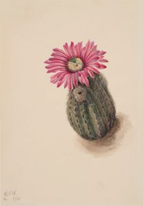 火鸡头仙人掌 Echinocerus perbellus, 1930. 作者 玛丽·沃克斯·沃尔科特