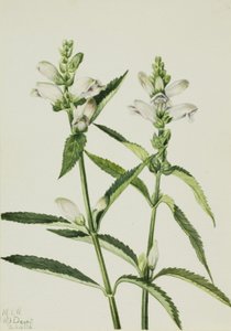 Turtlehead Chelone glabra, 1926. 作者 玛丽·沃克斯·沃尔科特