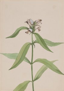 海龟头 Chelone glabra, ca.1917-1918. 作者 玛丽·沃克斯·沃尔科特