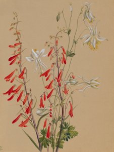 无题--花卉研究 作者 玛丽·沃克斯·沃尔科特