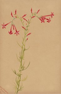 无题--花卉研究 作者 玛丽·沃克斯·沃尔科特