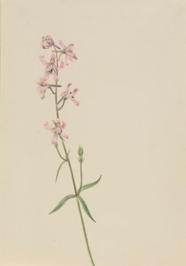 无题--花卉研究 作者 玛丽·沃克斯·沃尔科特