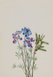 无题--花卉研究 作者 玛丽·沃克斯·沃尔科特