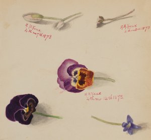 无题--花卉研究，1873年。 作者 玛丽·沃克斯·沃尔科特