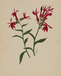 无题--花卉研究，1876年。 作者 玛丽·沃克斯·沃尔科特