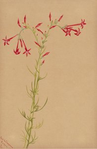无题--花卉研究，1883年。 作者 玛丽·沃克斯·沃尔科特