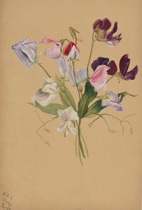 无题--花卉研究，1886年。 作者 玛丽·沃克斯·沃尔科特