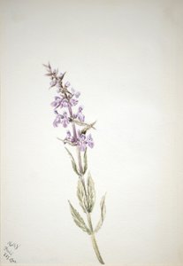 无题--花卉研究，1900年。 作者 玛丽·沃克斯·沃尔科特