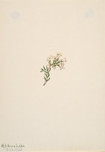 无题--花卉研究，1905年。 作者 玛丽·沃克斯·沃尔科特
