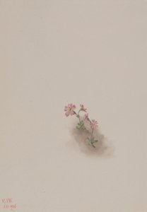 无题--花卉研究，1936年。 作者 玛丽·沃克斯·沃尔科特