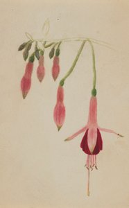 无题--花卉研究，约1872-1874年。 作者 玛丽·沃克斯·沃尔科特