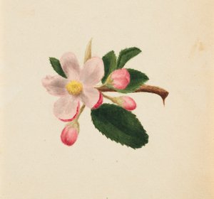 无题--花卉研究，约1876年。 作者 玛丽·沃克斯·沃尔科特