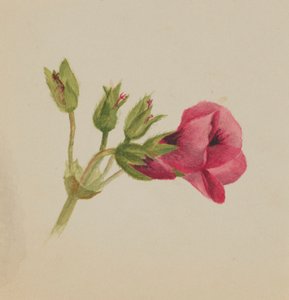无题--花卉研究，约1876年。 作者 玛丽·沃克斯·沃尔科特