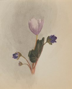 无题--花卉研究，约1876年。 作者 玛丽·沃克斯·沃尔科特