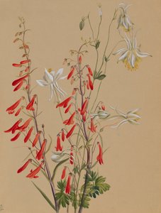 无题--花卉研究，约1883年至1900年。 作者 玛丽·沃克斯·沃尔科特