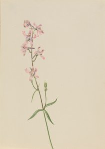 无题--花卉研究，约1900-1930。 作者 玛丽·沃克斯·沃尔科特