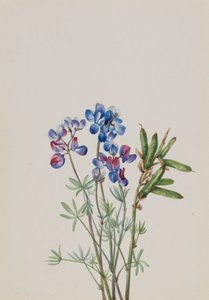 无题--花卉研究，约1900-1930。 作者 玛丽·沃克斯·沃尔科特