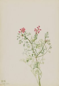 无题--植物研究 作者 玛丽·沃克斯·沃尔科特