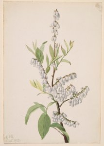 无题--植物研究 作者 玛丽·沃克斯·沃尔科特