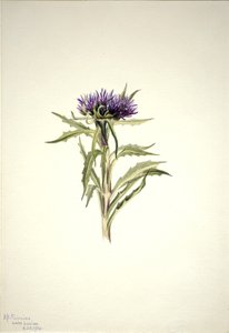 无题--植物研究 作者 玛丽·沃克斯·沃尔科特