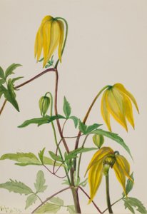 无题--植物研究 作者 玛丽·沃克斯·沃尔科特