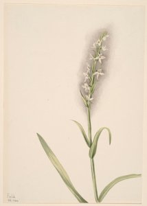 无题--植物研究 作者 玛丽·沃克斯·沃尔科特