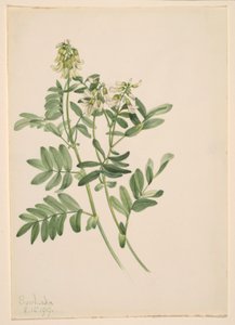 无题--植物研究 作者 Mary Vaux Walcott