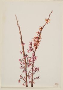 无题--植物研究 作者 玛丽·沃克斯·沃尔科特