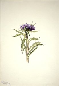 无题--植物研究，1904年。 作者 玛丽·沃克斯·沃尔科特