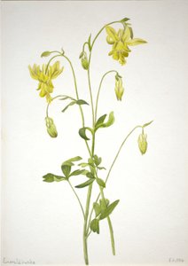 无题--植物研究，1904年。 作者 玛丽·沃克斯·沃尔科特