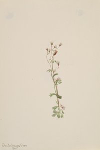 无题--植物研究，1905年。 作者 玛丽·沃克斯·沃尔科特