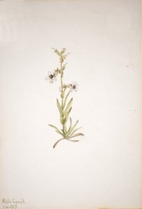 无题--植物研究，1917年。 作者 玛丽·沃克斯·沃尔科特