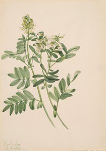 无题--植物研究，1919年。 作者 玛丽·沃克斯·沃尔科特