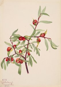 无题--植物研究，1921年。 作者 玛丽·沃克斯·沃尔科特