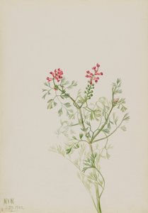 无题--植物研究，1922年。 作者 玛丽·沃克斯·沃尔科特