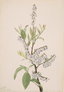 无题--植物研究，1923年。 作者 玛丽·沃克斯·沃尔科特