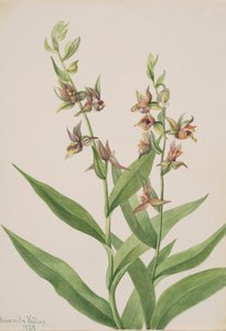 无题--植物研究，1929年。 作者 玛丽·沃克斯·沃尔科特