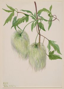 无题--植物研究，1939年。 作者 玛丽·沃克斯·沃尔科特