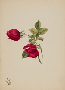 无题--玫瑰，1878年。 作者 玛丽·沃克斯·沃尔科特