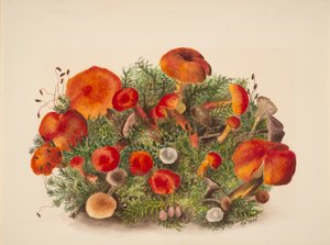 无题--蘑菇研究，1880年。 作者 玛丽·沃克斯·沃尔科特
