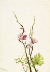 无题（花卉研究 作者 玛丽·沃克斯·沃尔科特