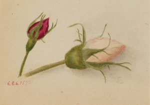 无题（蔷薇花蕾） 作者 玛丽·沃克斯·沃尔科特