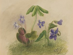 无标题 作者 玛丽·沃克斯·沃尔科特