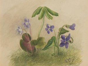无题》，1874年。 作者 玛丽·沃克斯·沃尔科特