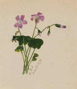 无题》，1875年。 作者 玛丽·沃克斯·沃尔科特