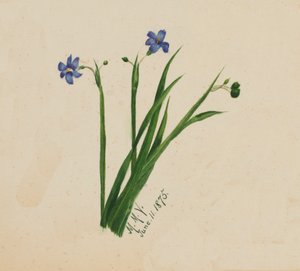 无题》，1875年。 作者 玛丽·沃克斯·沃尔科特